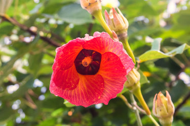 10 PORTIA TREE Yellow Pink Purple Flowers Change Color Pacific Rosewood Tulip Thespesia Populnea Seeds